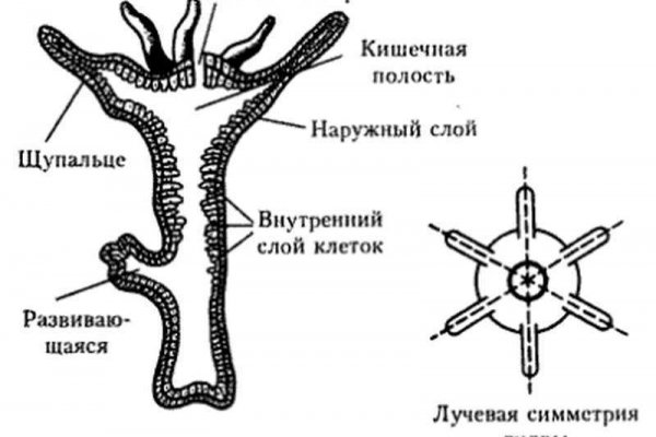 Рабочая ссылка на кракен